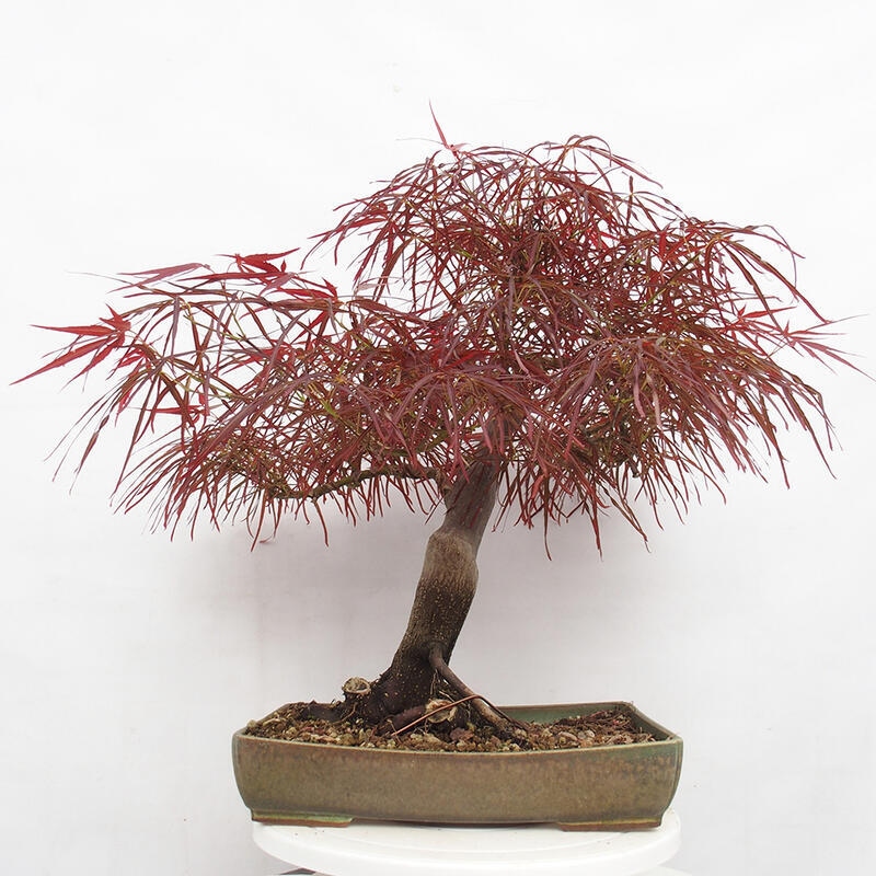 Outdoor bonsai - Acer palmatum RED PYGMY