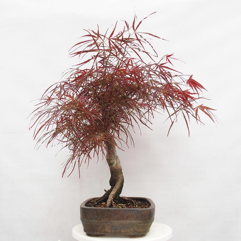 Outdoor bonsai - Acer palmatum RED PYGMY