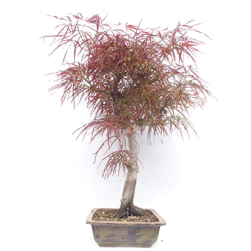 Outdoor bonsai - Acer palmatum RED PYGMY