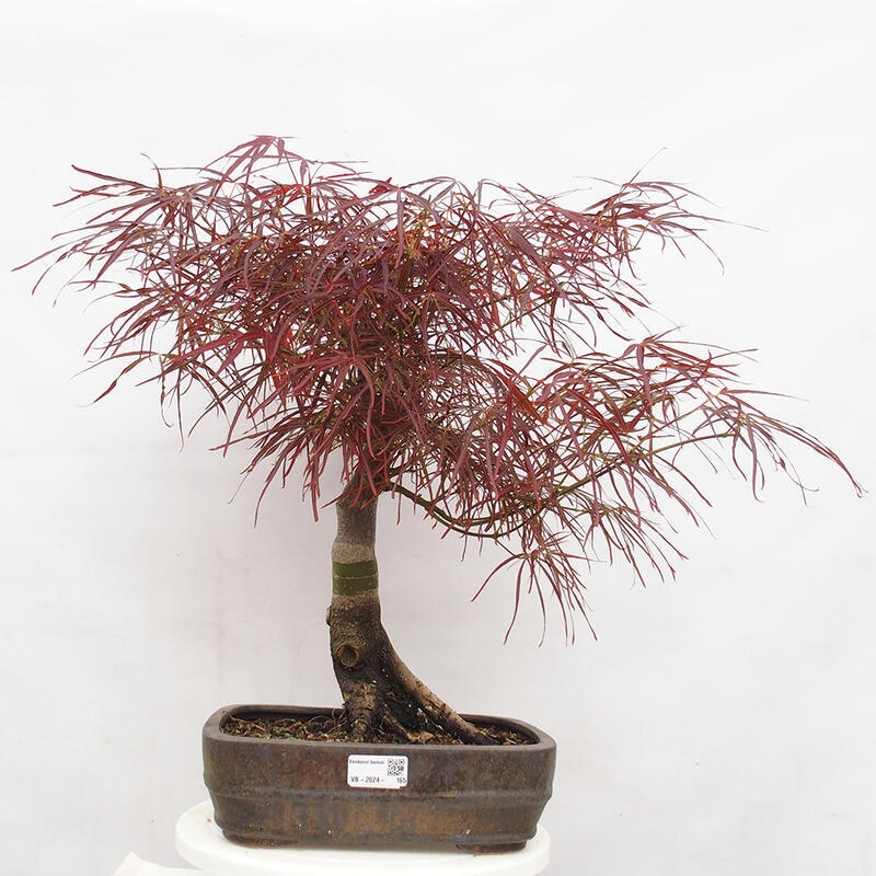 Outdoor bonsai - Acer palmatum RED PYGMY