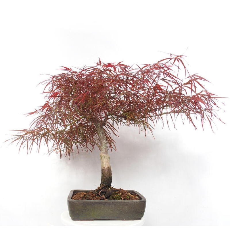 Outdoor bonsai - Acer palmatum RED PYGMY