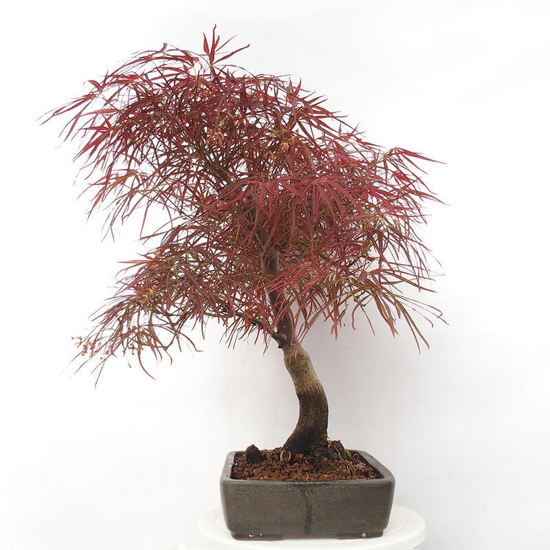 Outdoor bonsai - Acer palmatum RED PYGMY