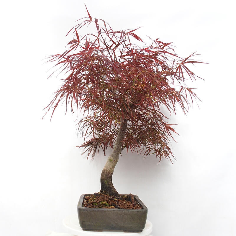 Outdoor bonsai - Acer palmatum RED PYGMY