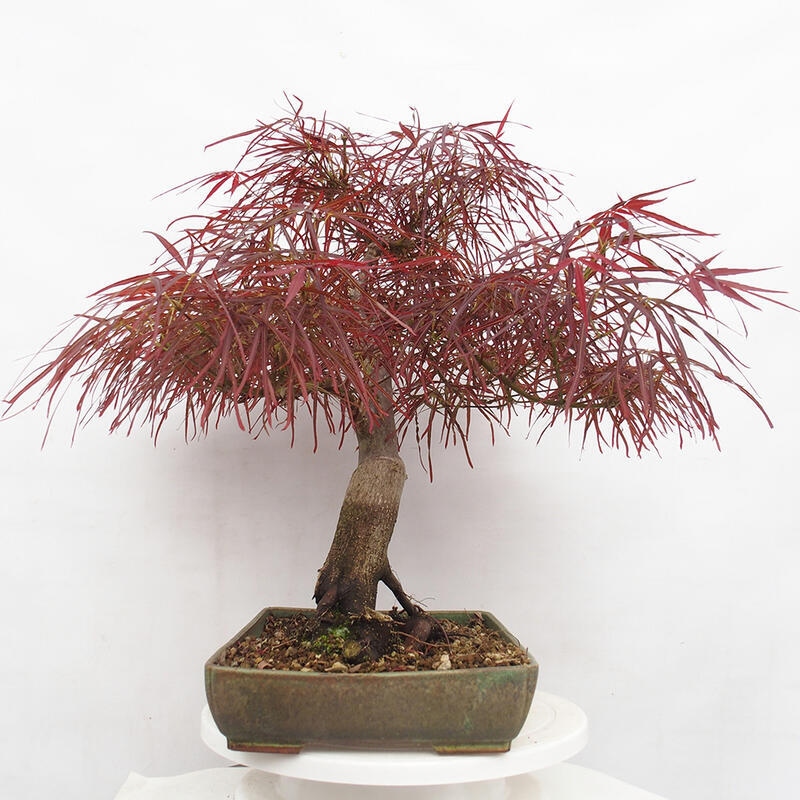 Outdoor bonsai - Acer palmatum RED PYGMY