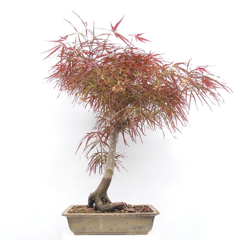 Outdoor bonsai - Acer palmatum RED PYGMY