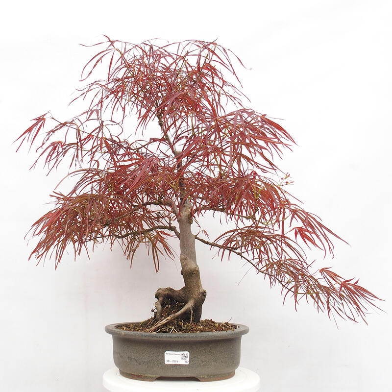 Outdoor bonsai - Acer palmatum RED PYGMY