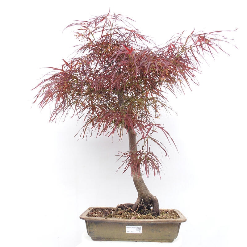 Outdoor bonsai - Acer palmatum RED PYGMY