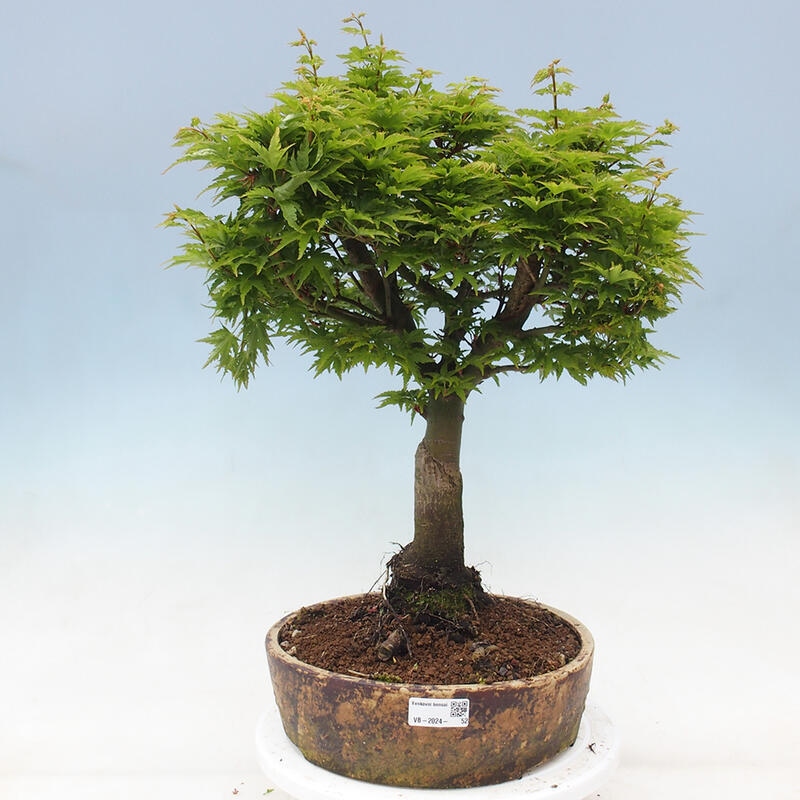 Bonsai im Freien - Acer palmatum Shishigashira