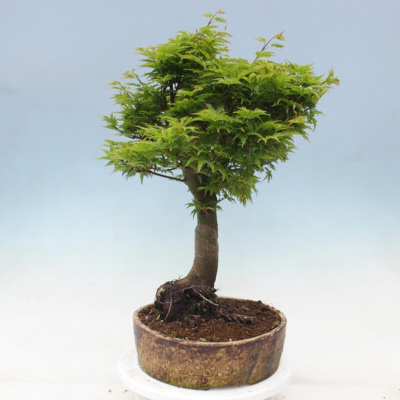 Bonsai im Freien - Acer palmatum Shishigashira