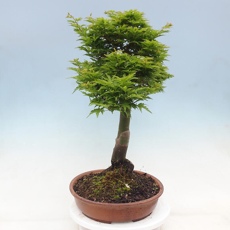 Bonsai im Freien - Acer palmatum Shishigashira