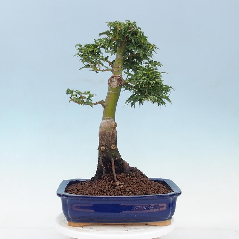 Bonsai im Freien - Acer palmatum Shishigashira