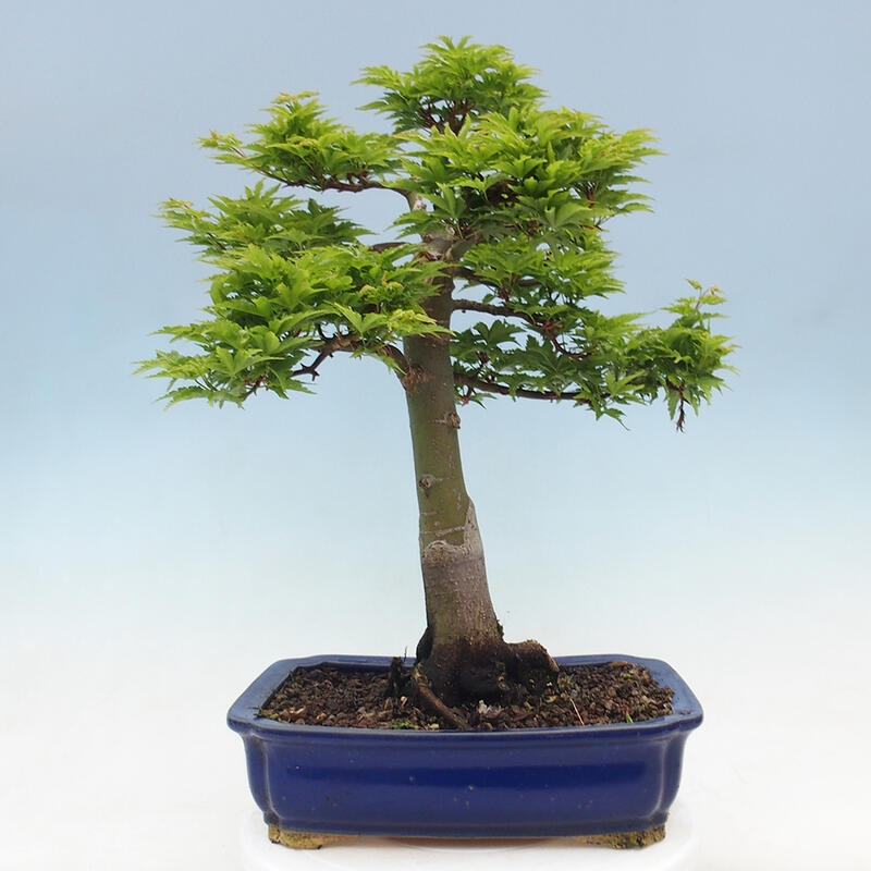 Bonsai im Freien - Acer palmatum Shishigashira