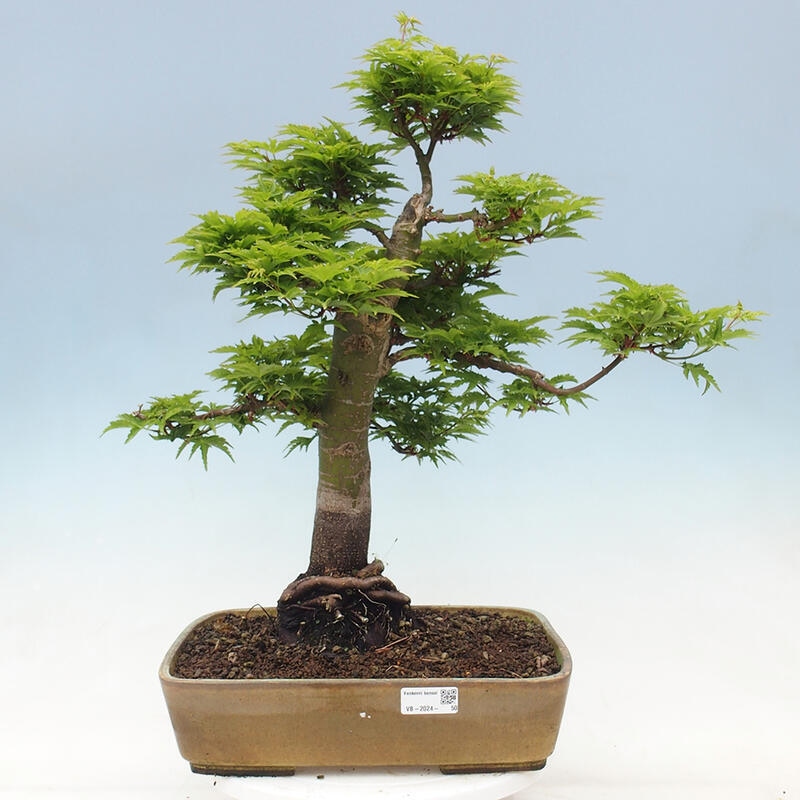 Bonsai im Freien - Acer palmatum Shishigashira