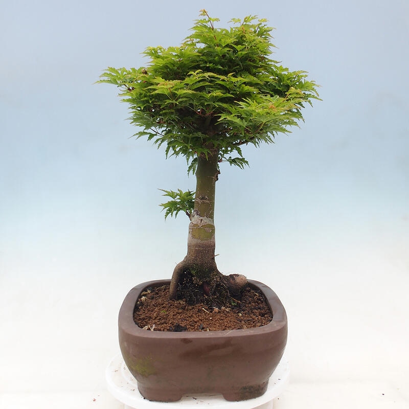 Bonsai im Freien - Acer palmatum Shishigashira