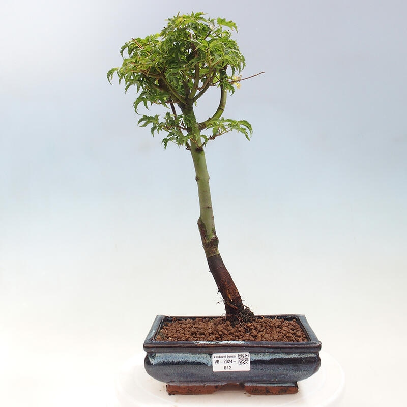 Bonsai im Freien - Acer palmatum Shishigashira