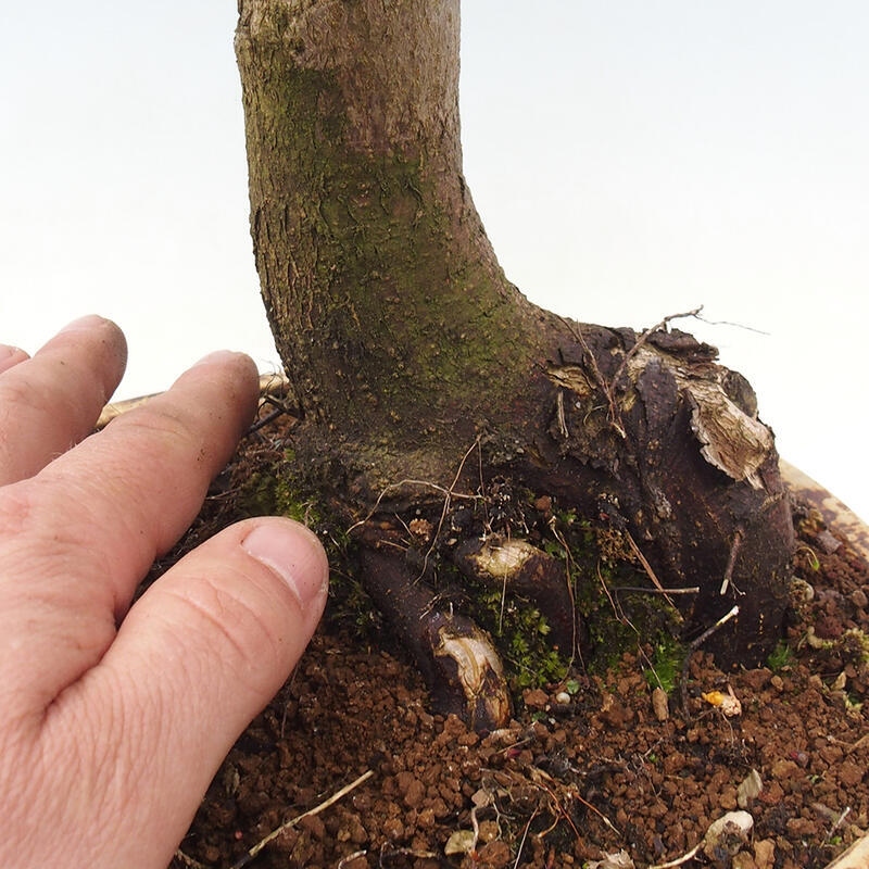 Bonsai im Freien - Acer palmatum Shishigashira