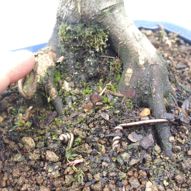 Bonsai im Freien - Acer palmatum Shishigashira