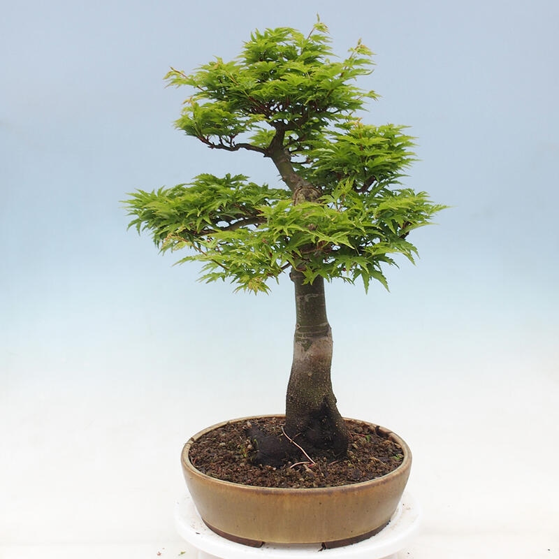 Bonsai im Freien - Acer palmatum Shishigashira