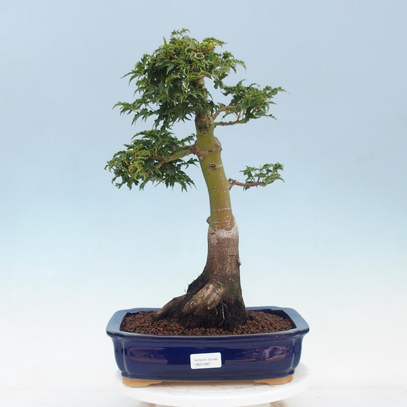 Bonsai im Freien - Acer palmatum Shishigashira