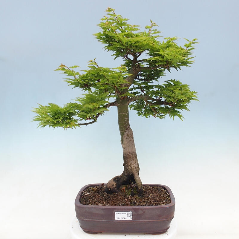 Bonsai im Freien - Acer palmatum Shishigashira