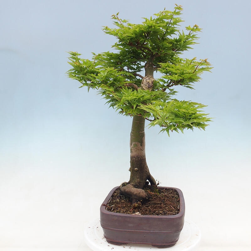 Bonsai im Freien - Acer palmatum Shishigashira