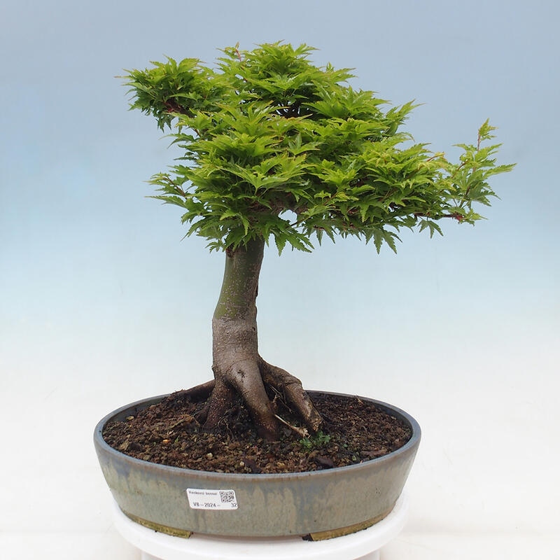 Bonsai im Freien - Acer palmatum Shishigashira