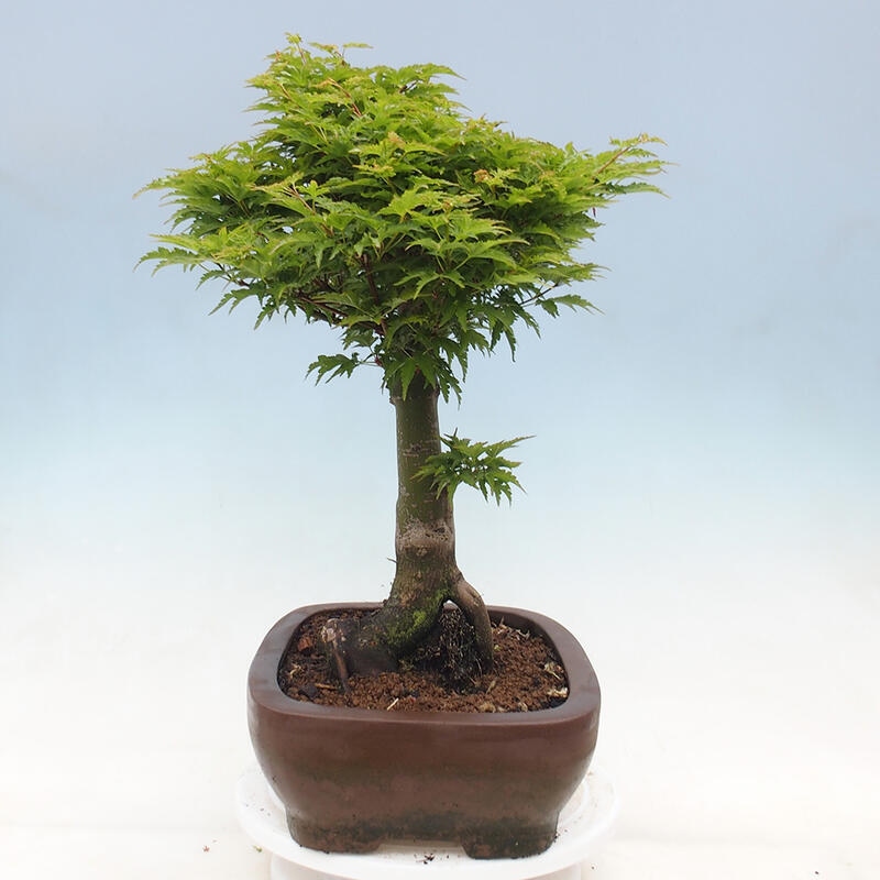 Bonsai im Freien - Acer palmatum Shishigashira