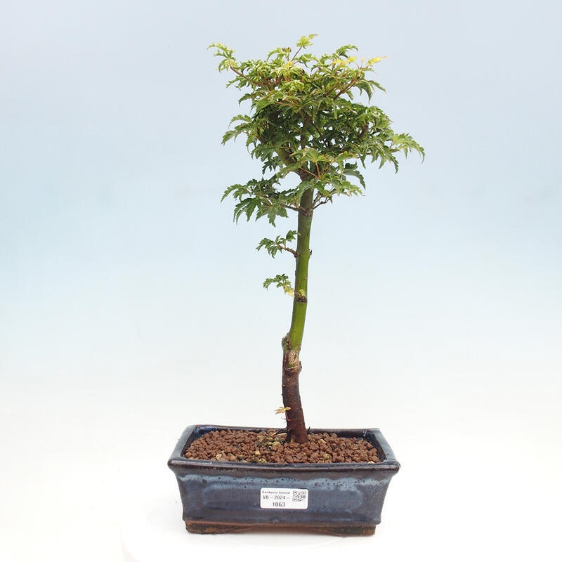 Outdoor bonsai - Acer palmatum Shishigashira maple