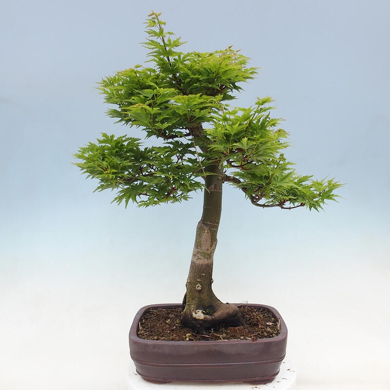 Bonsai im Freien - Acer palmatum Shishigashira