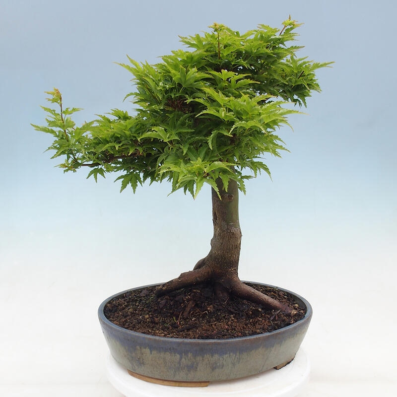 Bonsai im Freien - Acer palmatum Shishigashira