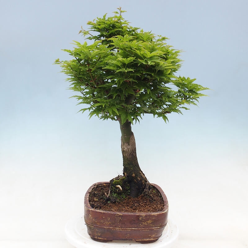 Bonsai im Freien - Acer palmatum Shishigashira