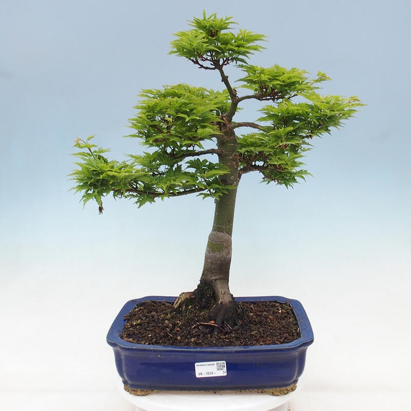 Bonsai im Freien - Acer palmatum Shishigashira