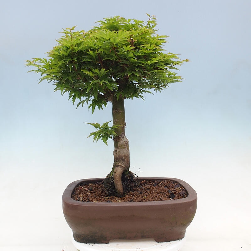 Bonsai im Freien - Acer palmatum Shishigashira