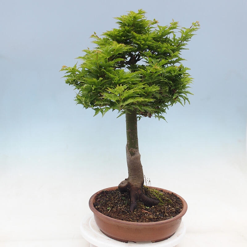 Bonsai im Freien - Acer palmatum Shishigashira