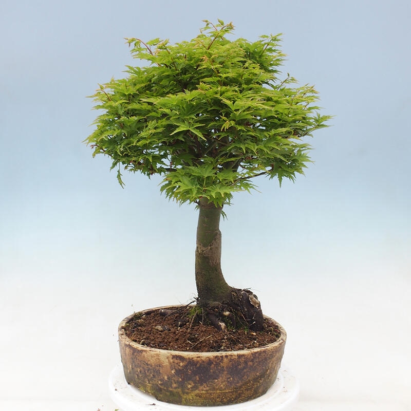 Bonsai im Freien - Acer palmatum Shishigashira