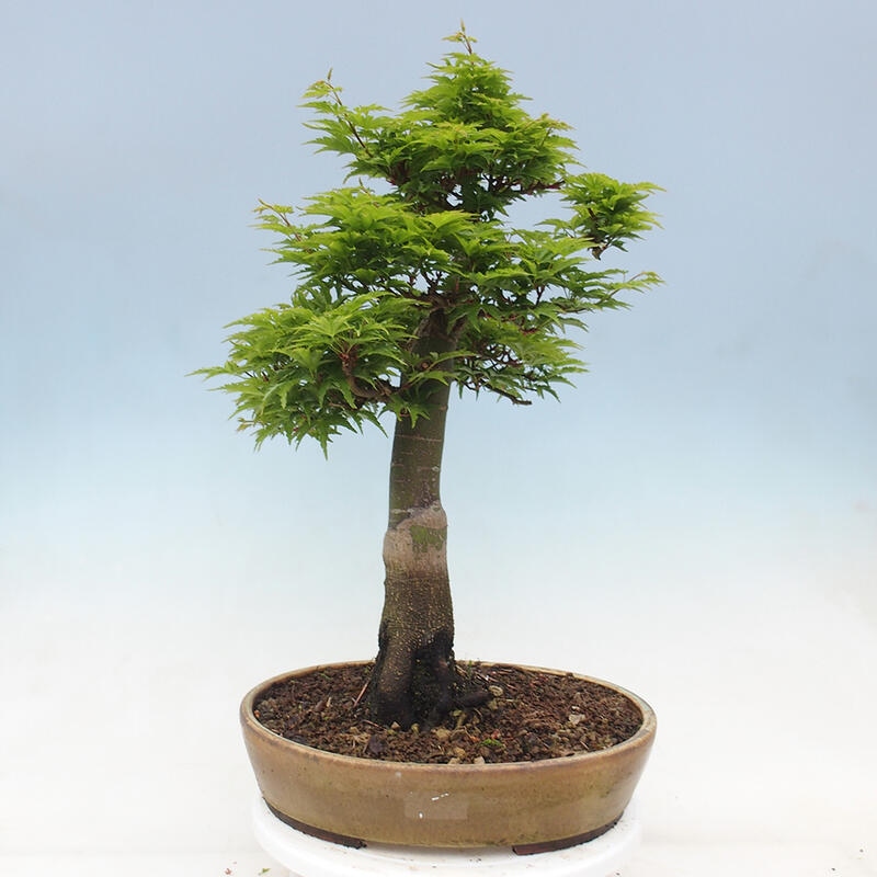 Bonsai im Freien - Acer palmatum Shishigashira