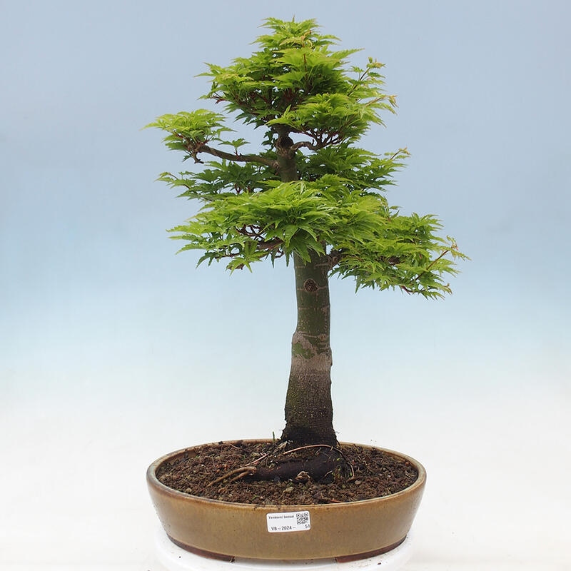 Bonsai im Freien - Acer palmatum Shishigashira