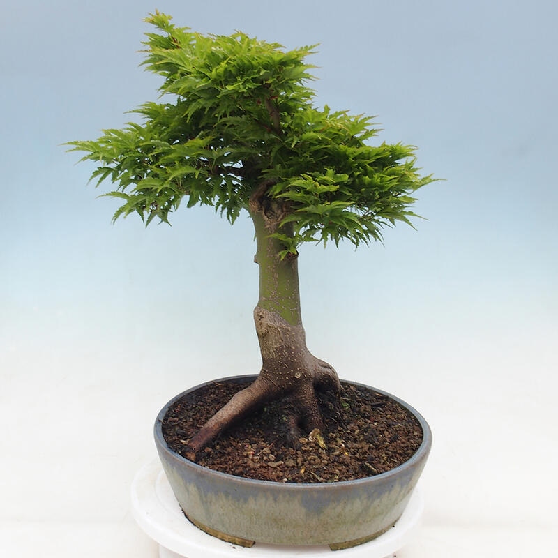 Bonsai im Freien - Acer palmatum Shishigashira