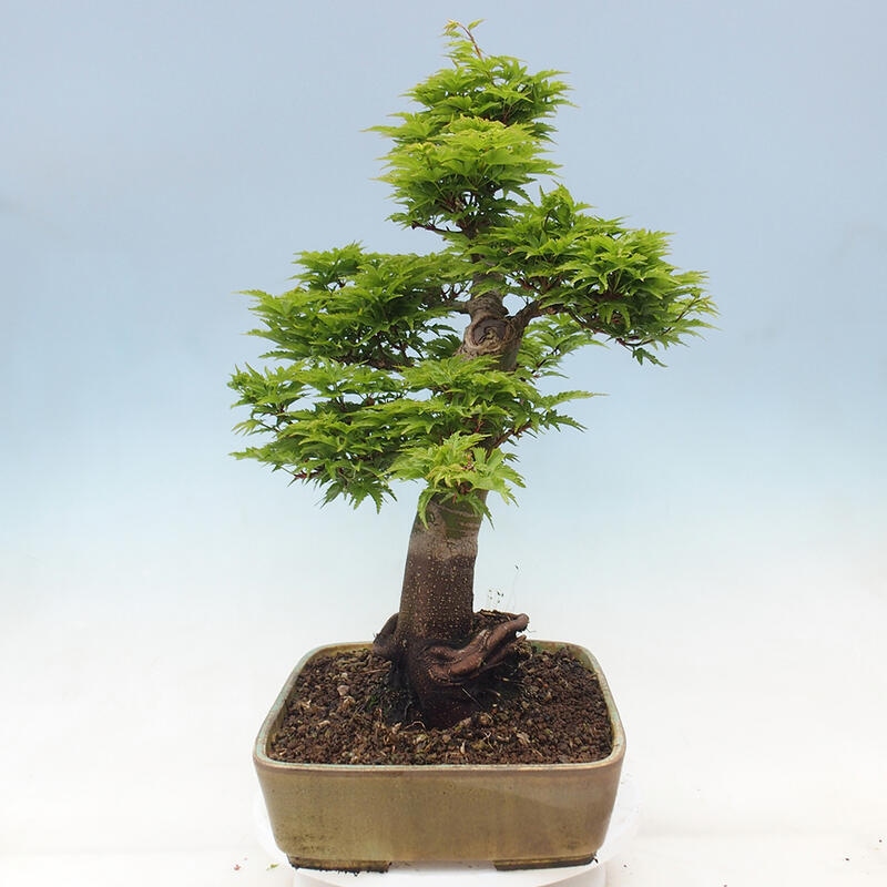 Bonsai im Freien - Acer palmatum Shishigashira