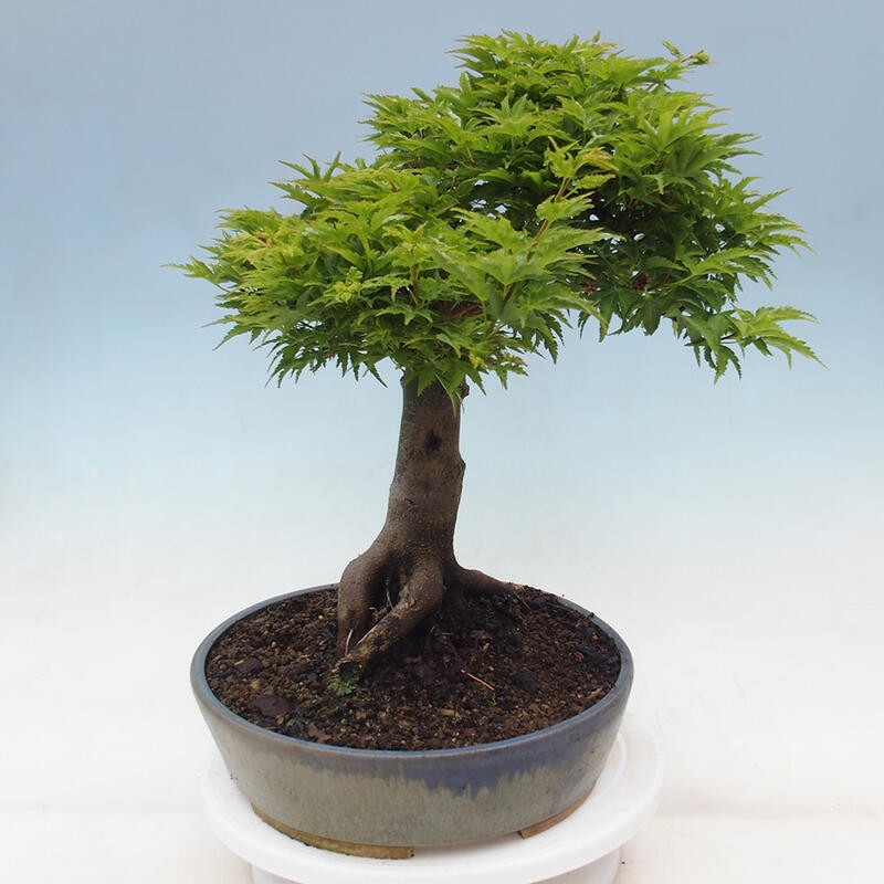 Bonsai im Freien - Acer palmatum Shishigashira