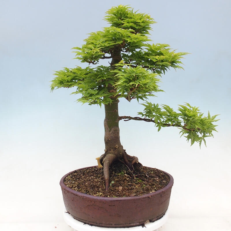 Bonsai im Freien - Acer palmatum Shishigashira