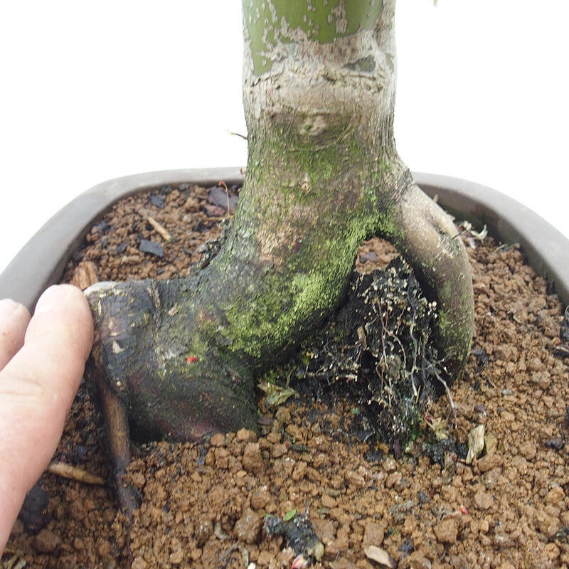 Bonsai im Freien - Acer palmatum Shishigashira