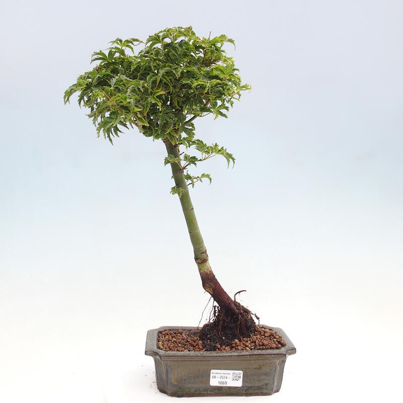 Outdoor bonsai - Acer palmatum Shishigashira maple