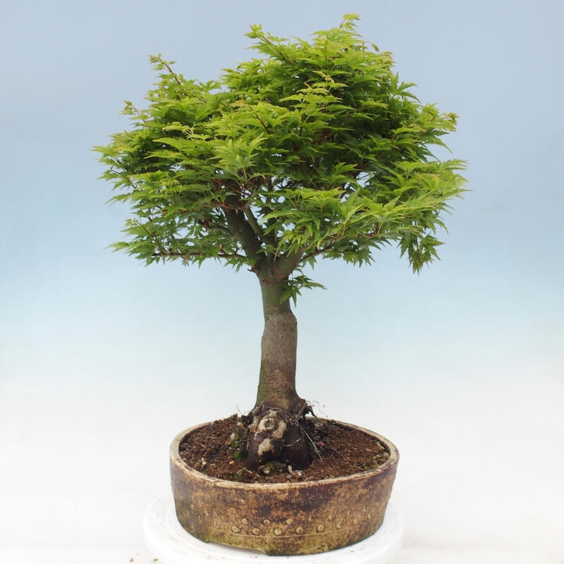 Bonsai im Freien - Acer palmatum Shishigashira