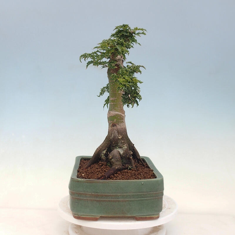 Bonsai im Freien - Acer palmatum Shishigashira