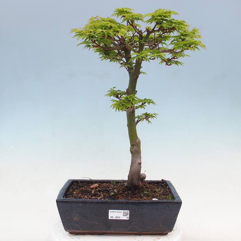 Bonsai im Freien - Acer palmatum Shishigashira