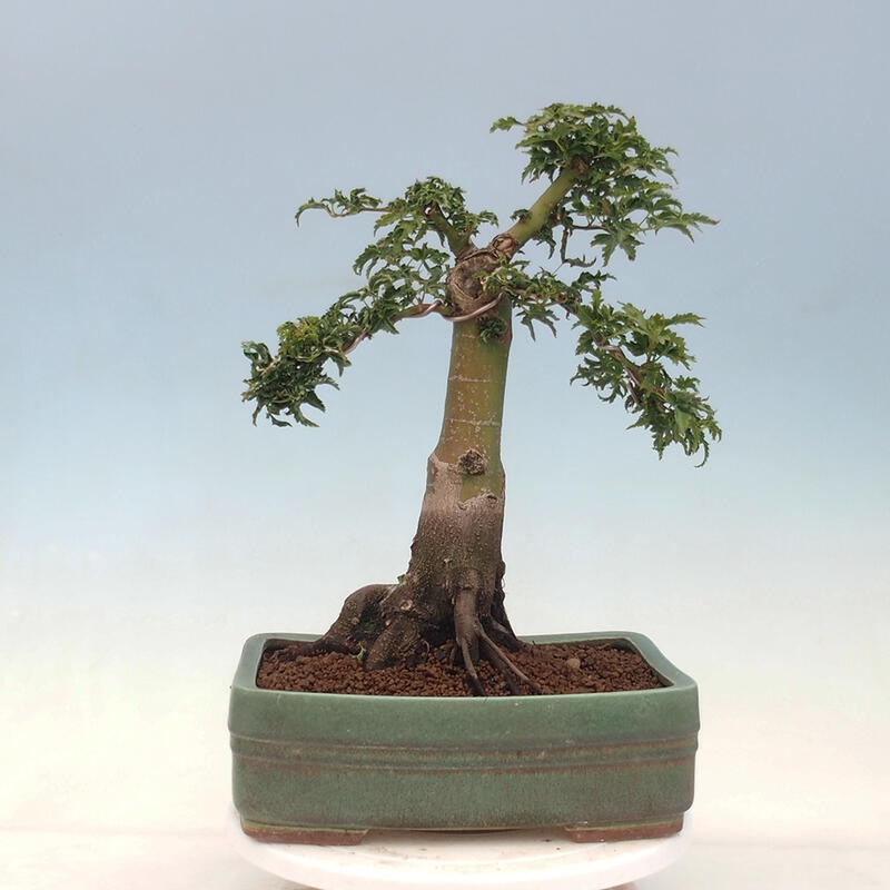 Bonsai im Freien - Acer palmatum Shishigashira