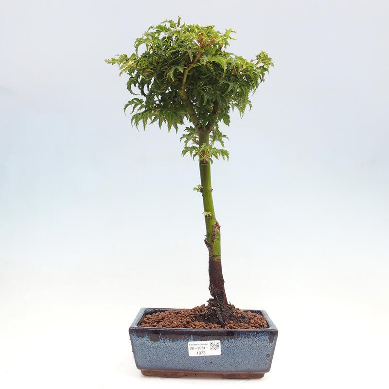 Outdoor bonsai - Acer palmatum Shishigashira maple