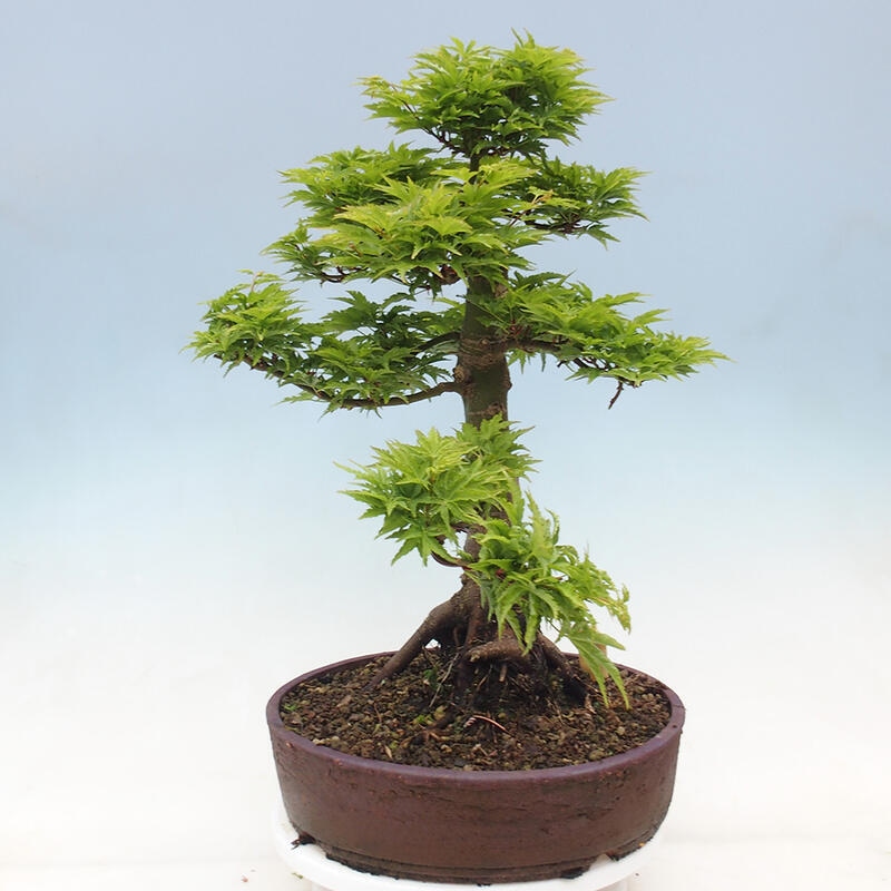 Bonsai im Freien - Acer palmatum Shishigashira