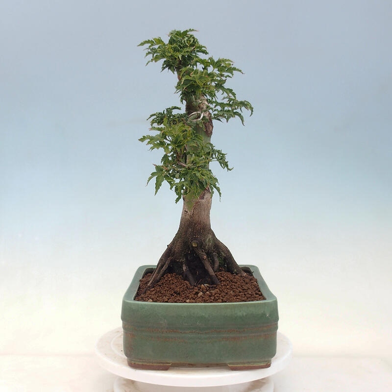 Bonsai im Freien - Acer palmatum Shishigashira